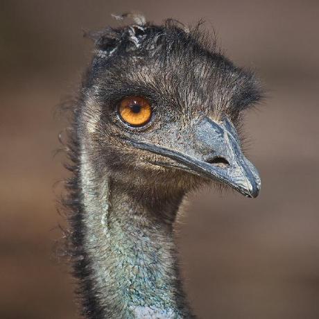 G Nowak Github - Beautiful Mobile Nature Designs | Free Download