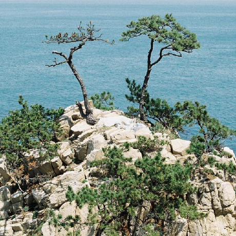 John Aquino 5 Github - Desktop Nature Illustrations for Desktop