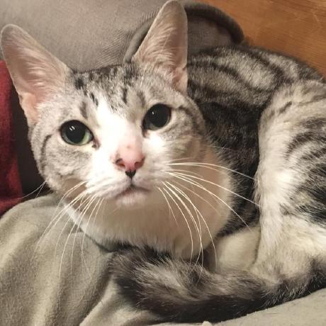 Pommdau Ikeh Github - Ultra HD Sunset Designs for Desktop