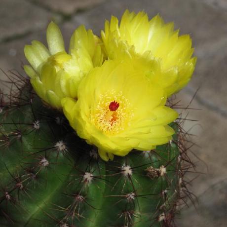 Github Skaringa Esp32 Gucki Application For The Expanded Version Of - Full HD Landscape Patterns for Desktop