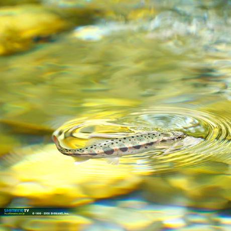 Denchan Local Github - Premium Abstract Wallpaper Gallery - Mobile