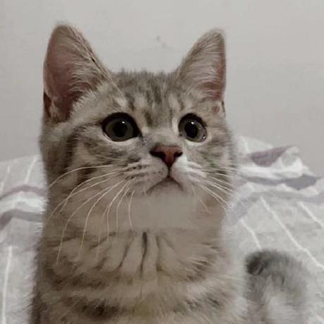 Github Wangwei Cmd Ct Image Reconstruction - Stunning HD Sunset Designs | Free Download