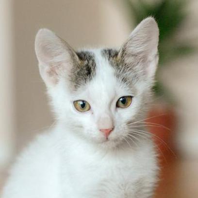 Luigia Petre Github - Retina City Backgrounds for Desktop