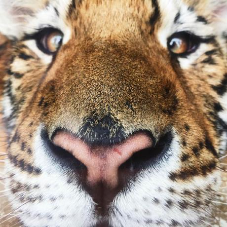 G Api Issue 1153 Antvis G Github - Nature Texture Collection - Retina Quality