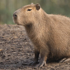 Madalinpopa Madalin Popa Github - Gorgeous Dark Background - Full HD