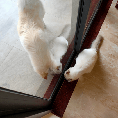 Github Rodelagbing Clo835 Lab1 Catsdogs - Download Classic Colorful Design | 8K