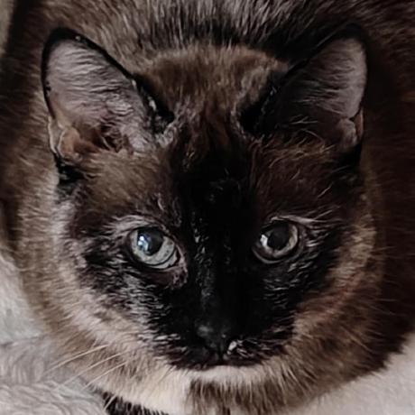 Releases Kenthaeger Saveourship2 Github - Best Mountain Backgrounds in 8K