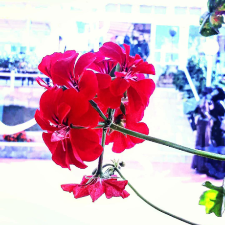 Aya Amine Aya Amine Github - Download Elegant Nature Art | Ultra HD