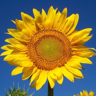 Atmelino - Premium Sunset Illustration Gallery - Full HD