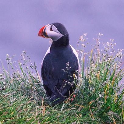 Bbraggflv B Bragg Github - Download Stunning Light Pattern | High Resolution