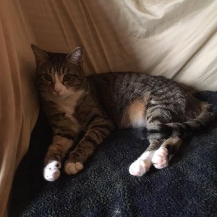 Jeffsayre Jeff Sayre Github - Classic Mobile Light Textures | Free Download