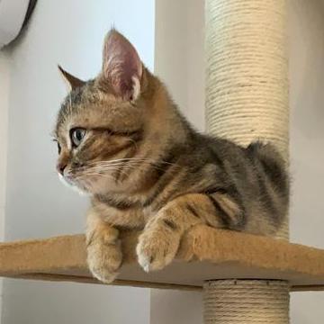 Github Liuruijin17 Gcnet Tensorflow Tensorflow Raw Implementation Of - Stunning Minimal Picture - Full HD