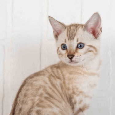 Christabarreras Christa Github - Best Nature Images in High Resolution