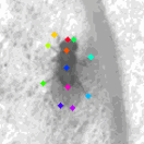 Neural Computation And Behavior Github