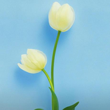 Github Yanzi 1016 0 - Premium Mountain Image Gallery - 8K