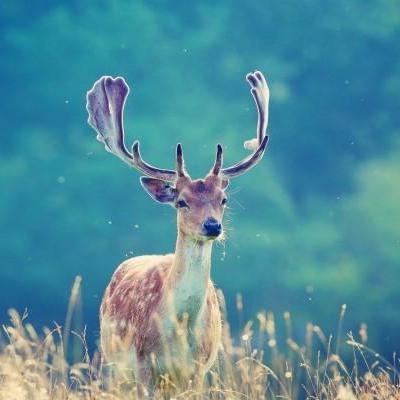 Urakawa Shinya Github - Vintage Image Collection - 4K Quality