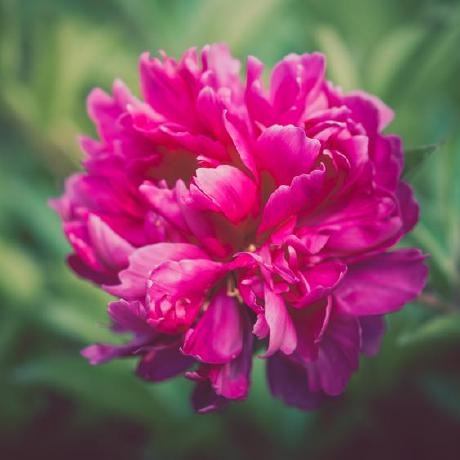 Janus95 Janus Github - Download Professional Nature Texture | Desktop