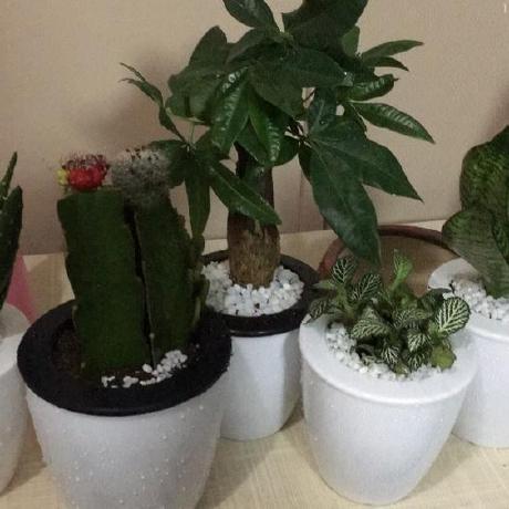 Snowy Leopard Github - Nature Arts - Premium Retina Collection