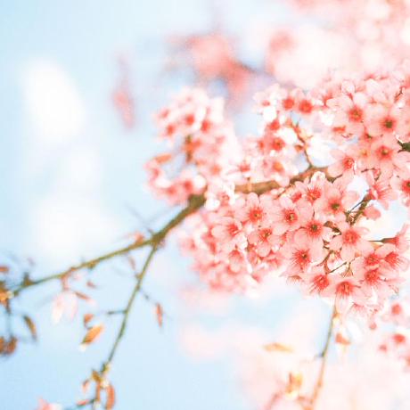 Miraclefan777 Miracle Fan Github - 8K Light Images for Desktop