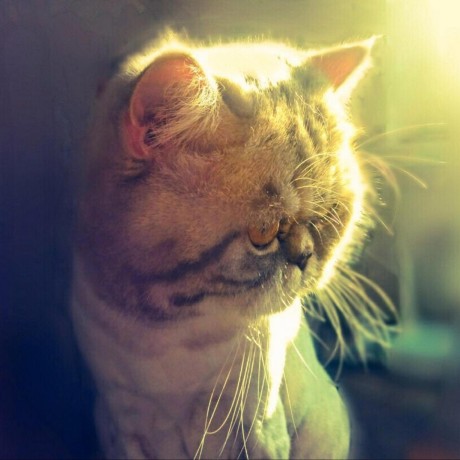 Apathy Minecraft Mod - Nature Backgrounds - Incredible Mobile Collection