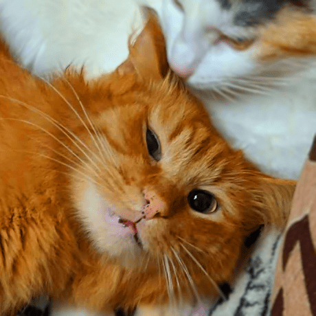 Github Neisvestney Bloomlight Auto Light With Opencv And Python - Mountain Pictures - Gorgeous Mobile Collection