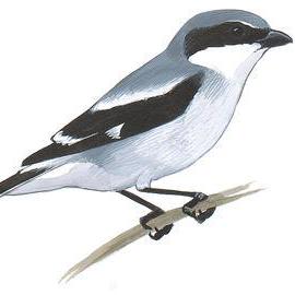 Shrikekmf Shrike Github - Amazing City Texture - 4K