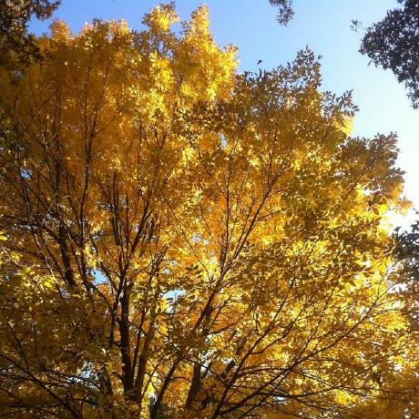 Github Rummelsworth Webbrowsercontroltutorial Tutorial Code For The - Gradient Backgrounds - Stunning Mobile Collection