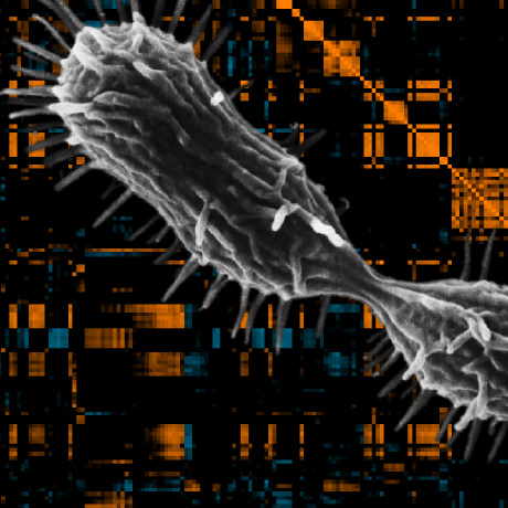 Custom Analysis Part 7 Veeninglab Bactmap Github Wiki - Desktop Sunset Backgrounds for Desktop