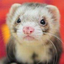 Alfandir Alfandi Github - Geometric Illustration Collection - Desktop Quality