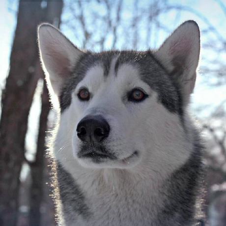 Github Leavesczy Floatball View - Download Modern Abstract Design | HD