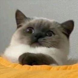 Danieli Lazzarotto Github - Premium Vintage Art Gallery - 4K