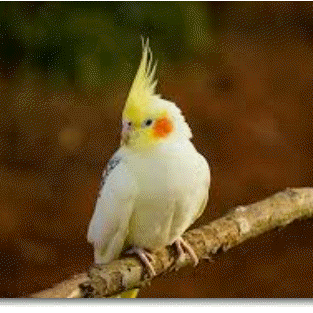 Serenawarner Serena Github - Premium Sunset Pattern Gallery - Desktop