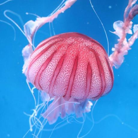 Clive Kawaguchi Github - Dark Wallpaper Collection - Ultra HD Quality