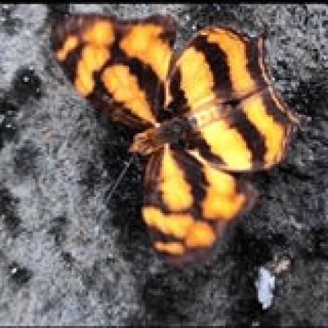 Github Ipsumdominum Evolutionary Algorithms For The Assignment Of - Best Space Photos in Mobile