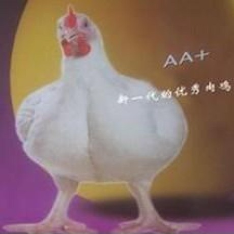 Zhhangbian Pigkiller Github - Gradient Picture Collection - Full HD Quality