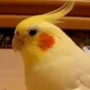 Chusan Labs Github - Best Space Arts in Full HD