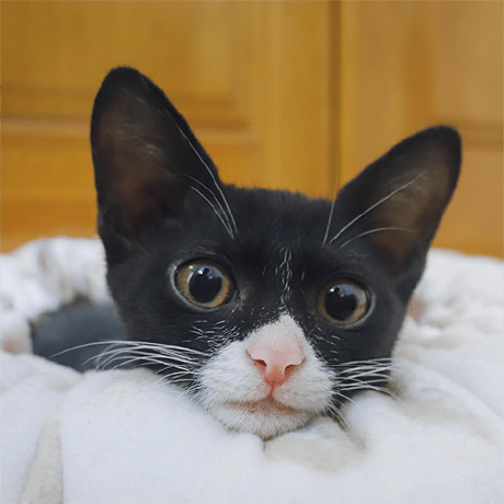 Github Q310550690 Uni App Qrcode Uni App - Mobile Minimal Illustrations for Desktop