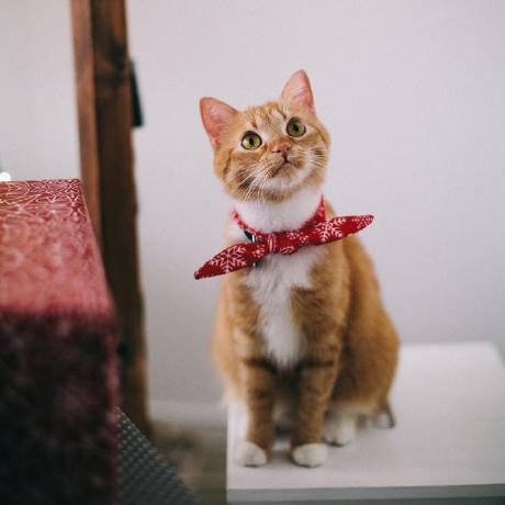 Github Richiehowelll Cat Lock - Download Creative Geometric Illustration | High Resolution