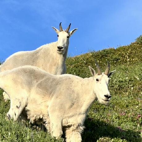 Elliot Dev Best Github - Light Wallpaper Collection - HD Quality