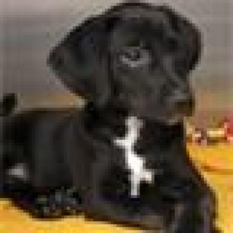 Rafalesoft Fabrice Ferrand Github - Gradient Design Collection - Mobile Quality