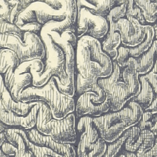 Github Kentridgeai Morphologyandadaptabilitysr - High Resolution Light Photos for Desktop