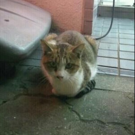 Proshunsuke Pro Shunsuke Github - Modern Abstract Illustration - 8K