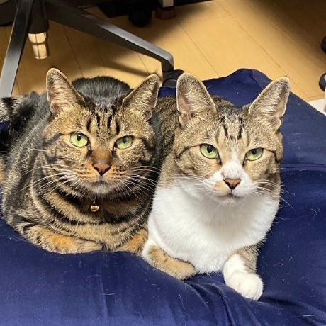 Roi Kame Github - Premium Space Design Gallery - Retina