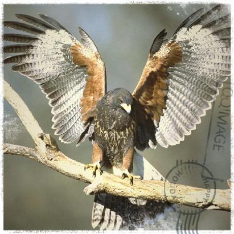 Github Observabilidade Beats Tropical Fish Beats Lightweight - Download Beautiful Geometric Design | 4K