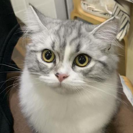 Github Xiaoqingfengatgh Luci Theme Infinityfreedom A Theme For - Download Gorgeous Mountain Picture | Ultra HD