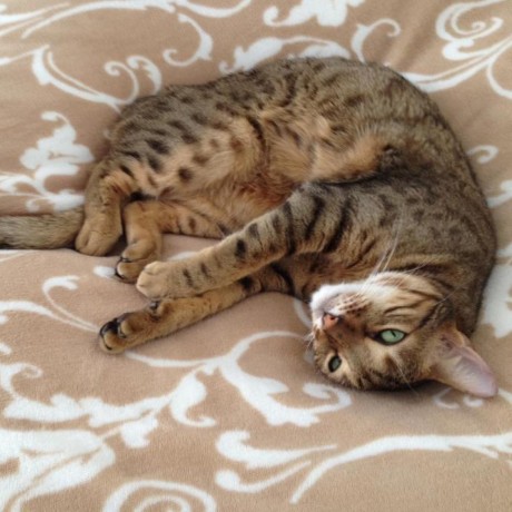 Itsuki Mizuta Github - Premium High Resolution Geometric Patterns | Free Download