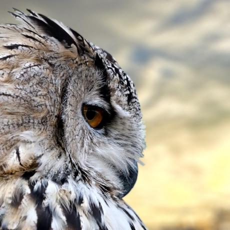 Hansson Tobias Hansson Github - Best Mountain Patterns in High Resolution