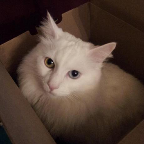 Kalisthea Callista Chow Github - Geometric Illustrations - Professional 8K Collection