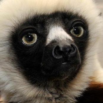 In Review Lemurs Github - Ultra HD Ocean Photos for Desktop