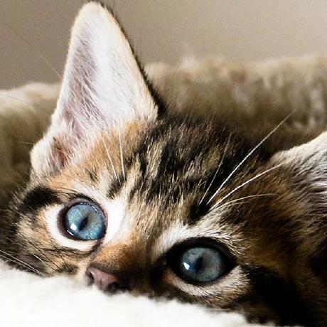 Dmitryvdovichencko Dmitry Vdovichenko Github - Stunning Nature Pattern - Desktop